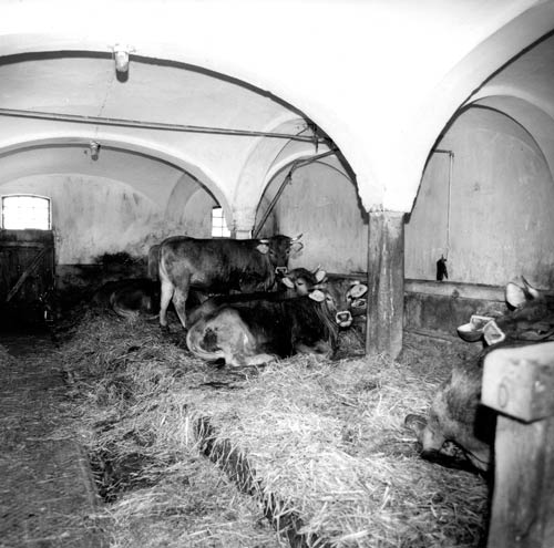 Zeitweise wurden im Roßstall auch Jungrinder gehalten | Foto: Privat, 1968